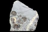 Ammonite (Promicroceras) Cluster - Somerset, England #86248-1